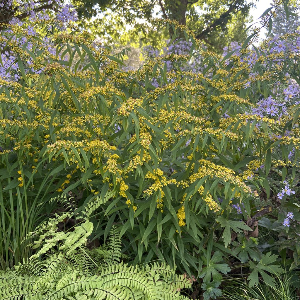 Solidago caesia - BLUE-STEMMED GOLDENROD