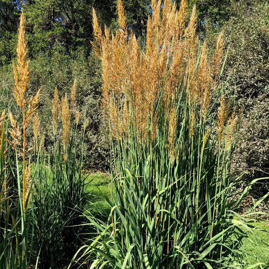 Sorghastrum nutans 'Golden Sunset' - INDIANGRASS 'GOLDEN SUNSET'