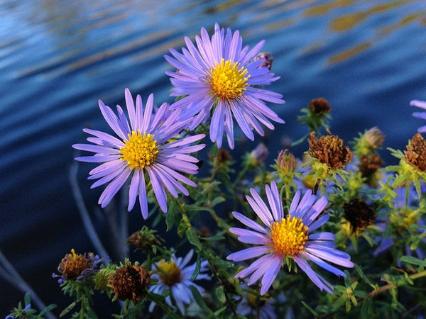 Symphyotrichum oblongifolius - ASTER O. 'RAYDON'S FAVORITE'