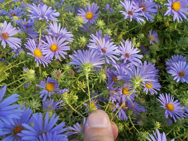 Symphyotrichum oblongifolius - ASTER O. 'RAYDON'S FAVORITE'