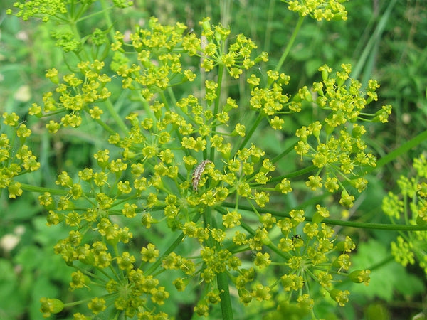 Zizia aurea - GOLDEN ALEXANDERS