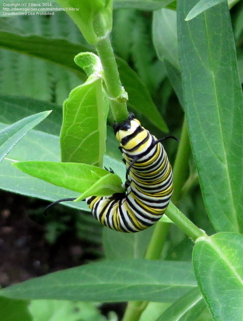 Asclepias incarnata - SWAMP MILKWEED 'ICE BALLET'