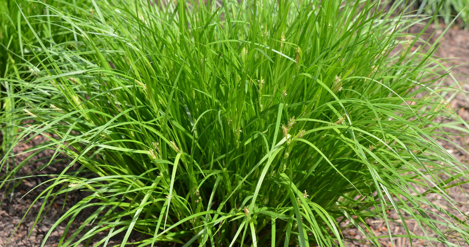 Carex amphibola - CREEK SEDGE