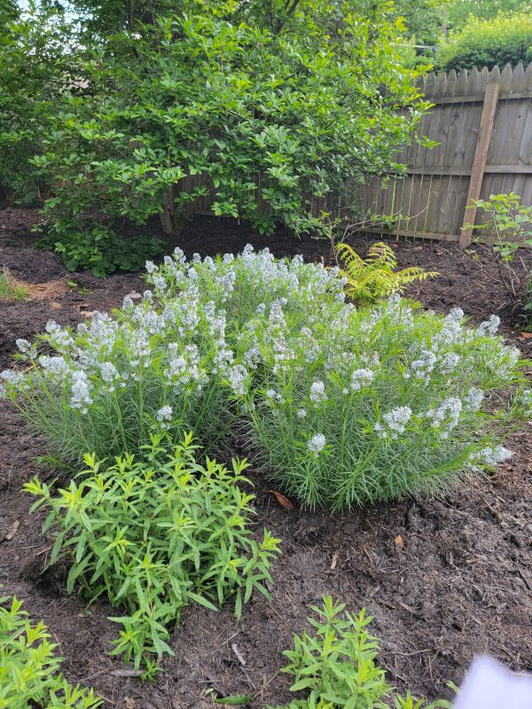 Amsonia hubrichtii - THREADLEAF BLUESTAR
