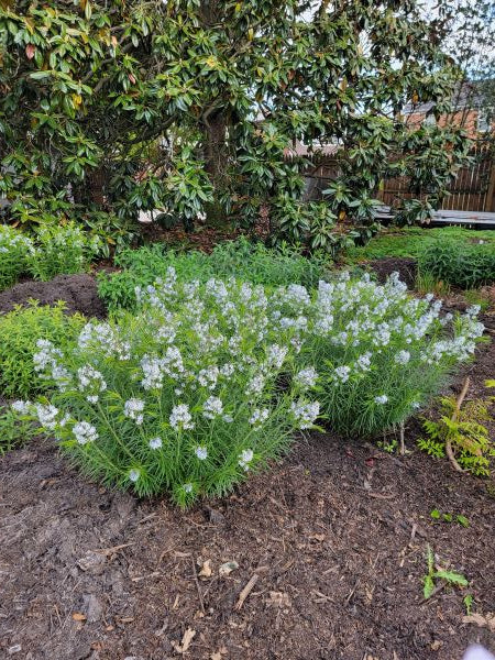 Amsonia hubrichtii - THREADLEAF BLUESTAR