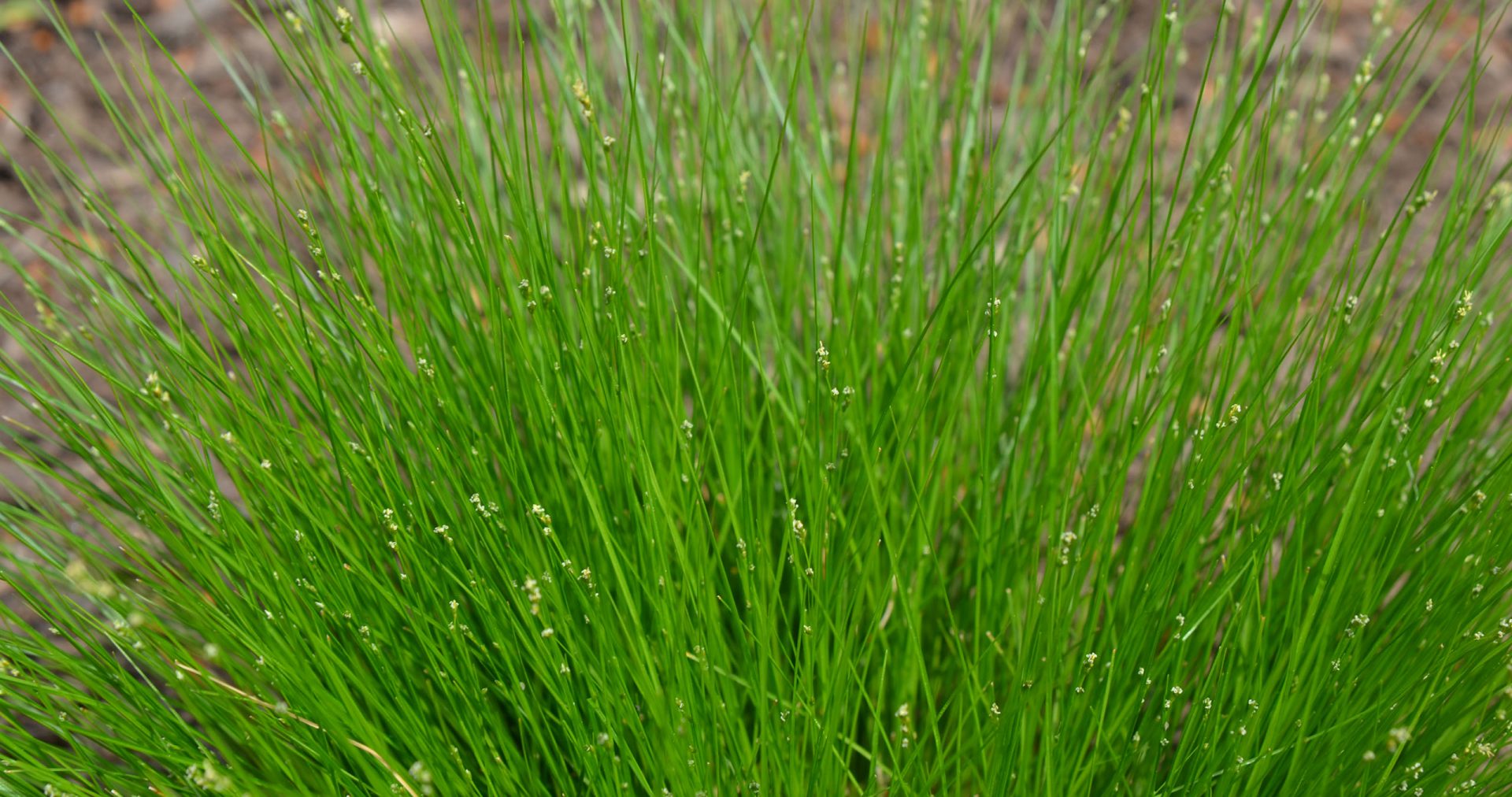 Carex appalachica - APPALACHIAN SEDGE