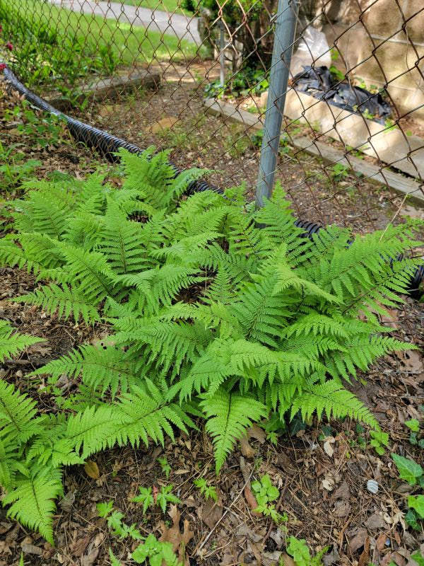 Athyrium filix-femina - LADY FERN