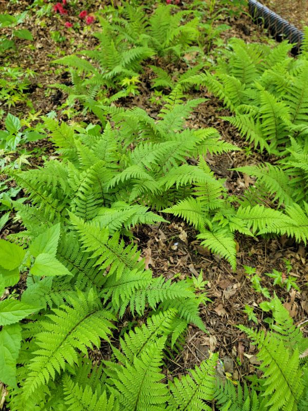 Athyrium filix-femina - LADY FERN