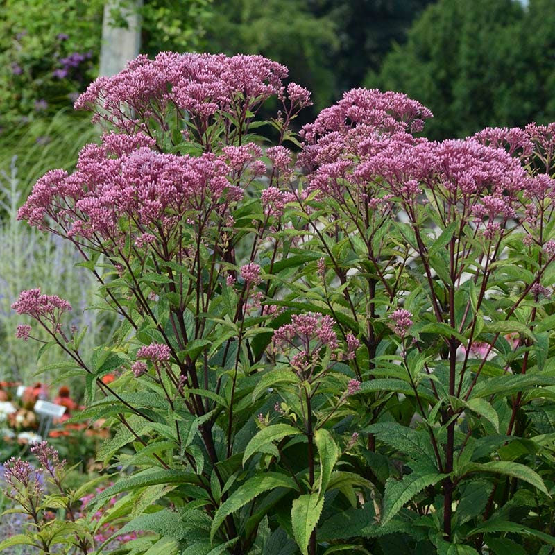 Eupatorium dubium 'Baby Joe' - JOE PYE 'BABY JOE'