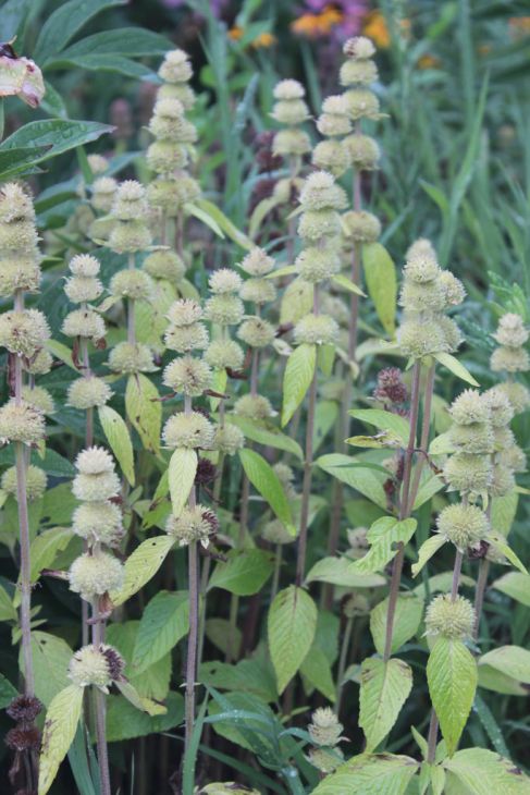 Blephilia ciliata - DOWNY WOOD MINT
