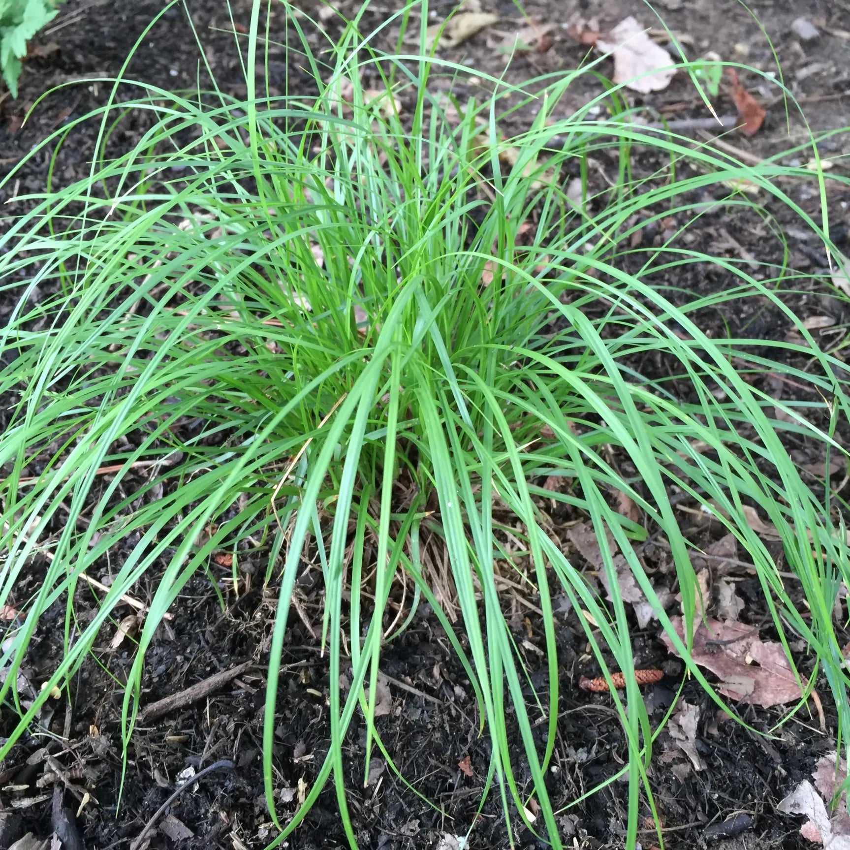 Carex pensylvanica - PENSYLVANIA SEDGE