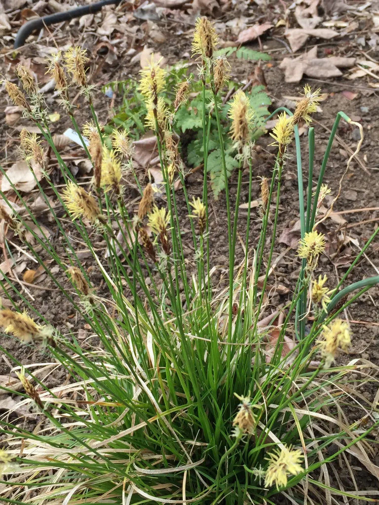 Carex pensylvanica - PENSYLVANIA SEDGE