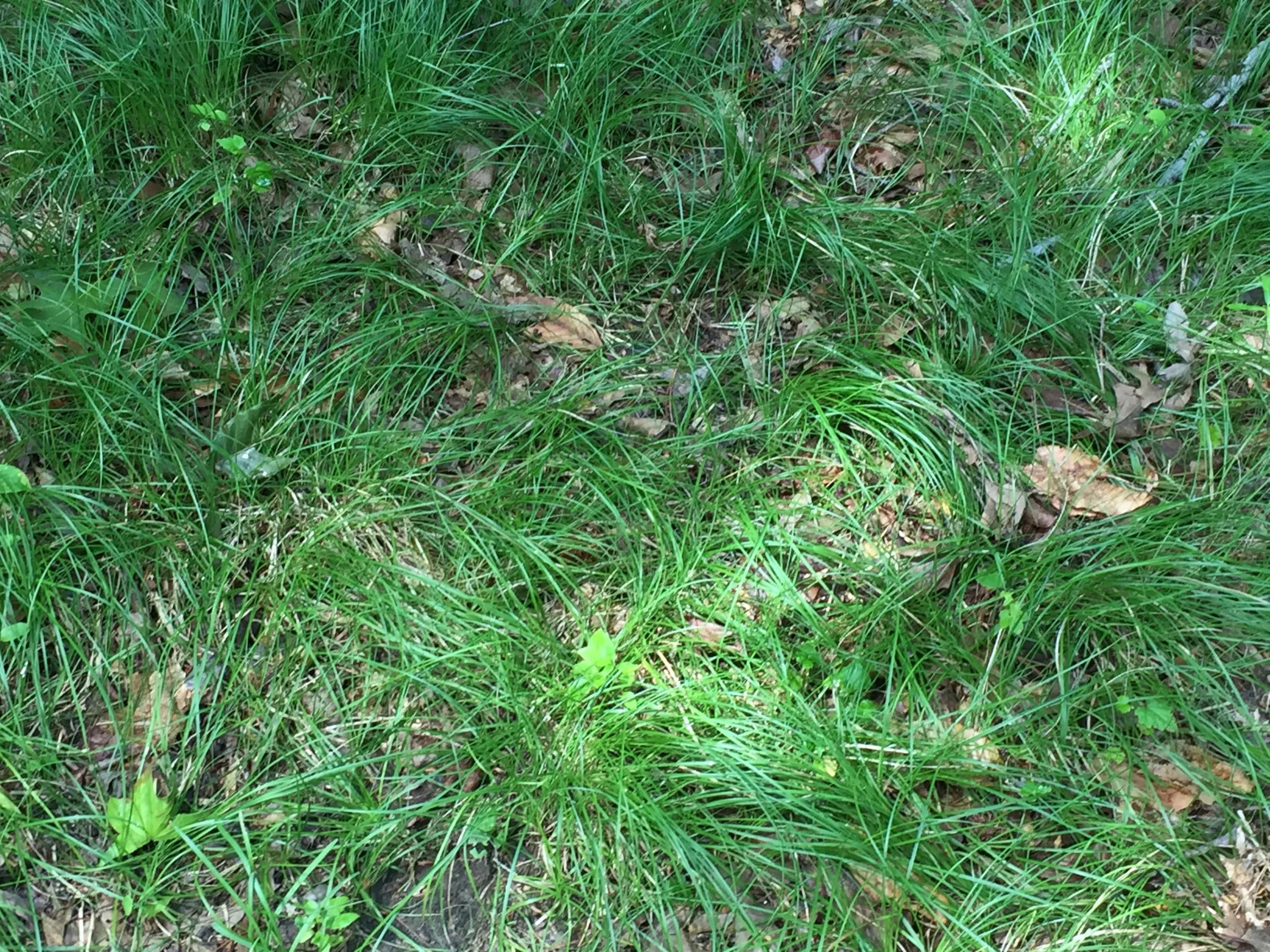 Carex pensylvanica - PENSYLVANIA SEDGE