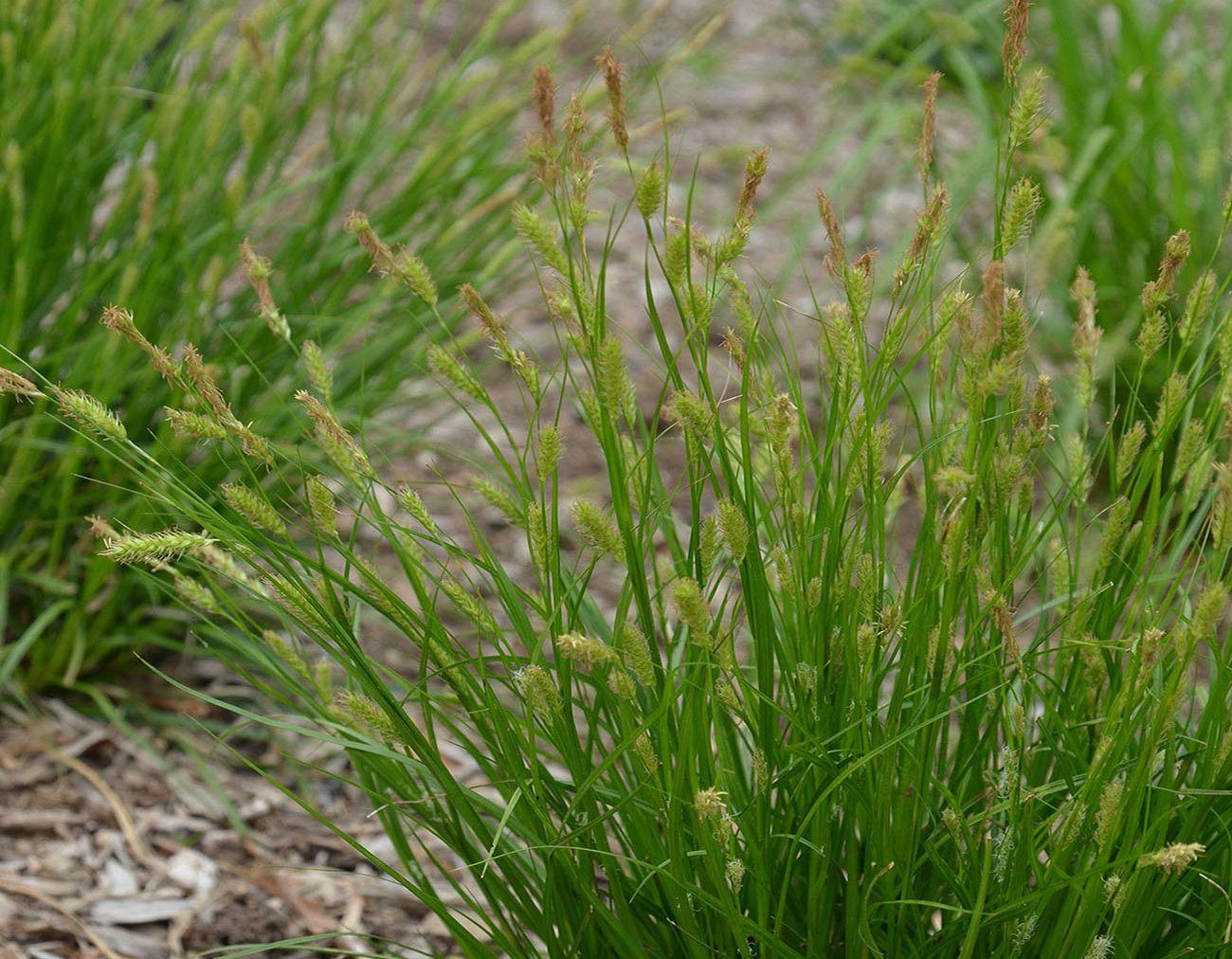 Carex cherokeensis - CHEROKEE SEDGE