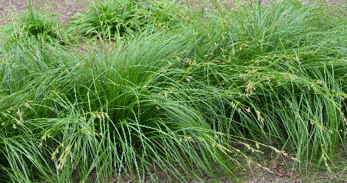 Carex cherokeensis - CHEROKEE SEDGE