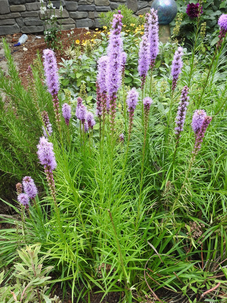 Liatris spicata - DENSE BLAZING STAR