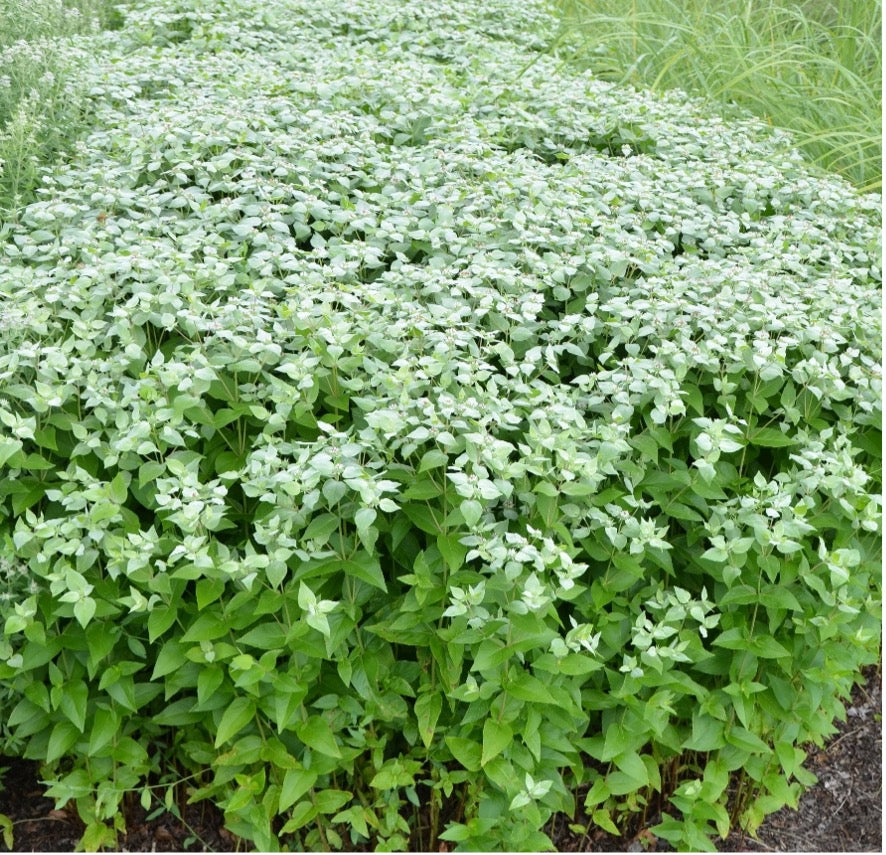 Pycnanthemum muticum - CLUSTERED MOUNTAIN MINT