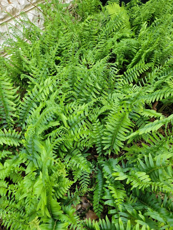 Polystichum acrostichoides - CHRISTMAS FERN