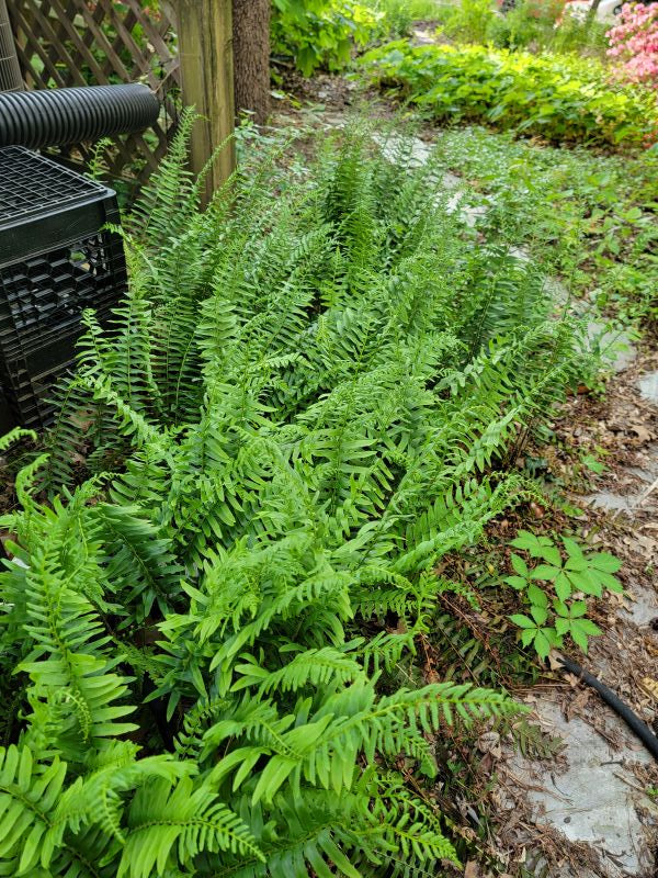 Polystichum acrostichoides - CHRISTMAS FERN