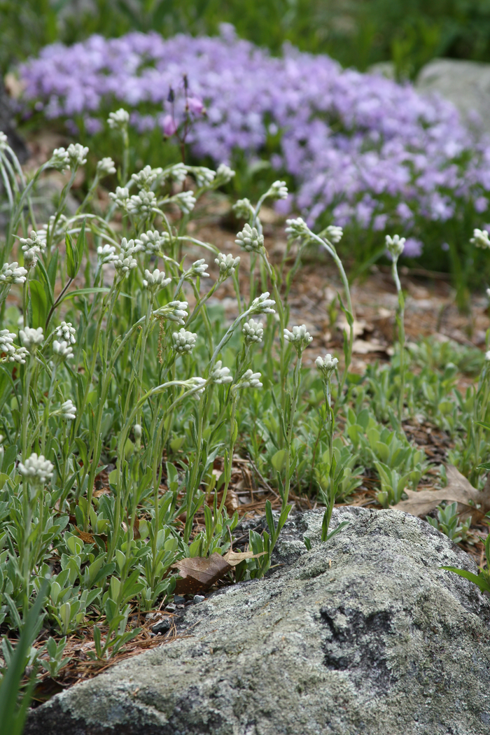 Antennaria plantaginifolia - PLANTAIN LEAVED PUSSYTOES