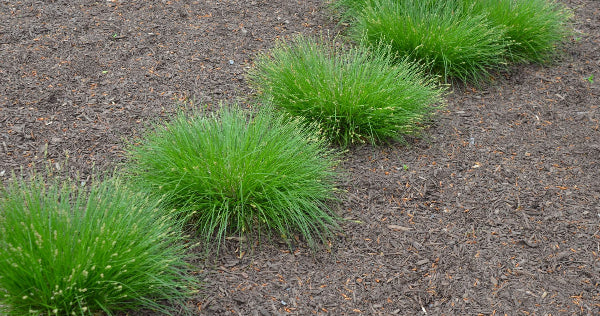Carex radiata - EASTERN STAR SEDGE