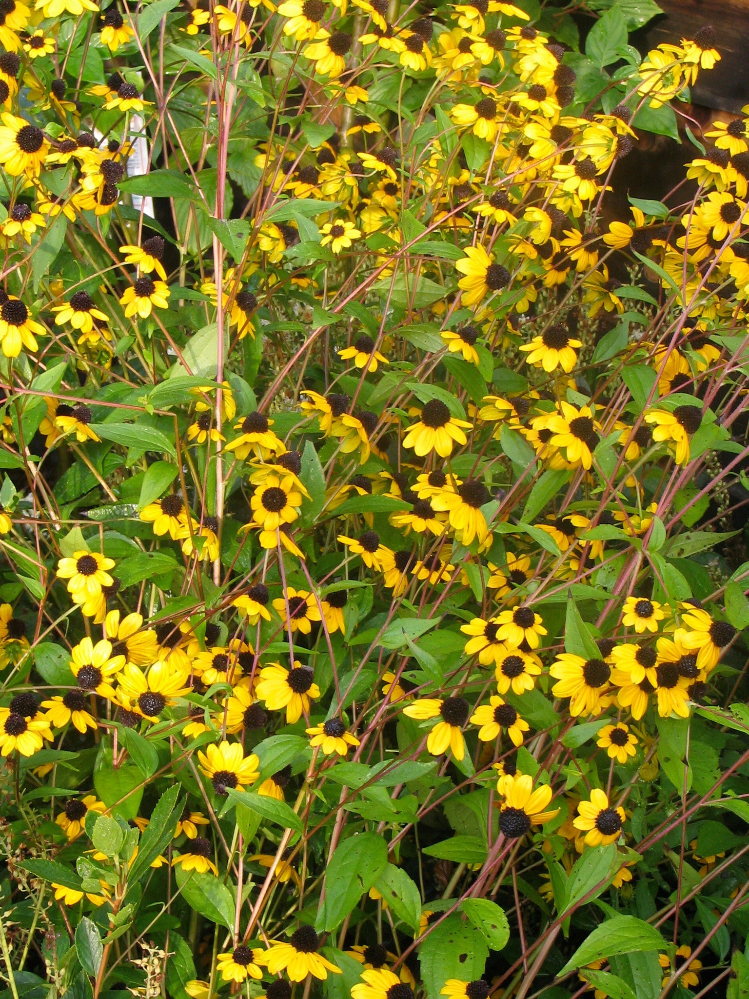 Rudbeckia triloba - BROWN EYED SUSANS