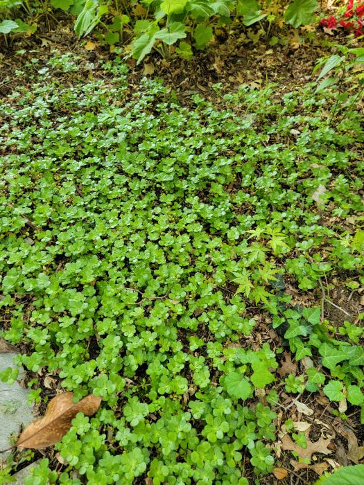 Sedum ternatum 'Larinum Park' - SEDUM 'LARINUM PARK'
