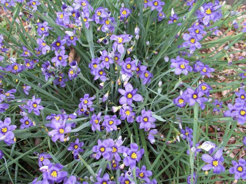 Sisrynchium angustifolium 'Lucerne' BLUE EYED GRASS 'Lucerne'