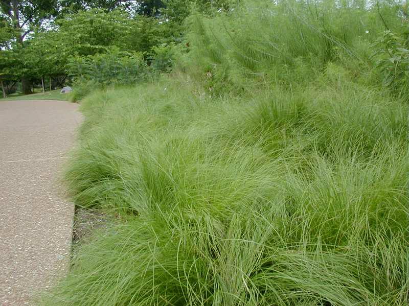Sporobulous heterolepis - PRAIRIE DROPSEED