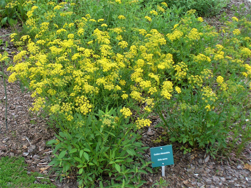 Zizia aurea - GOLDEN ALEXANDERS
