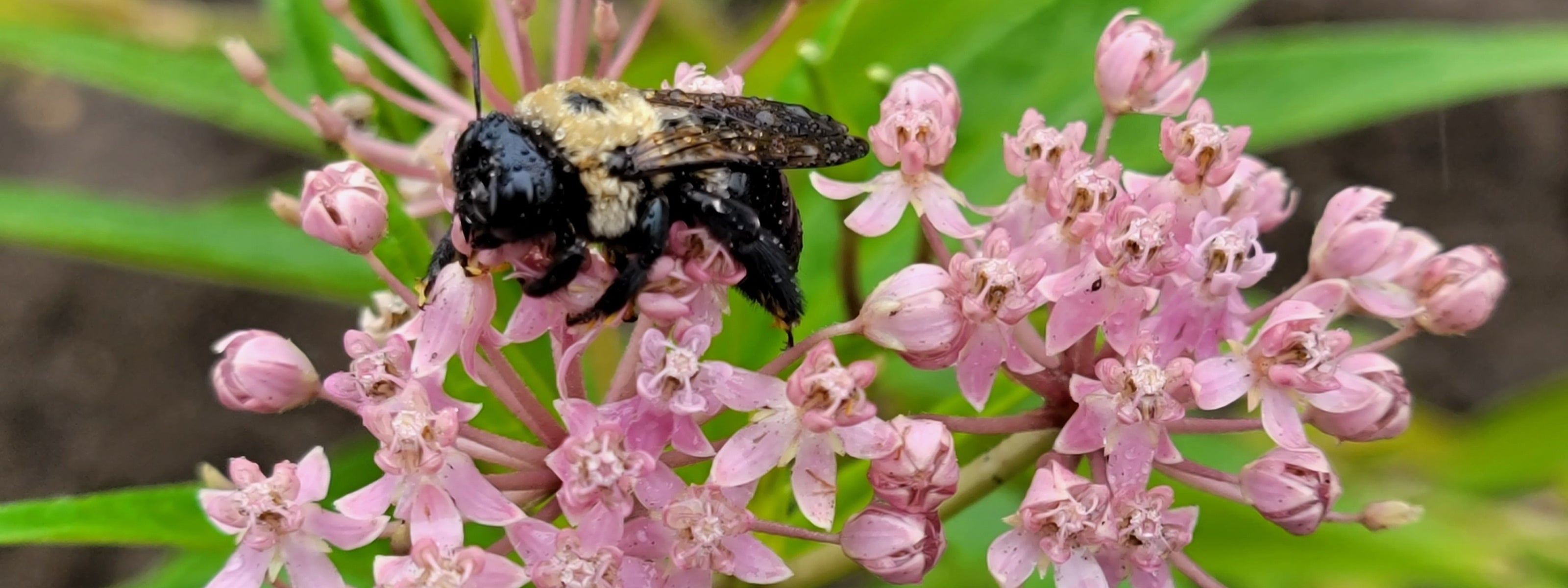 Native plants - low moisture