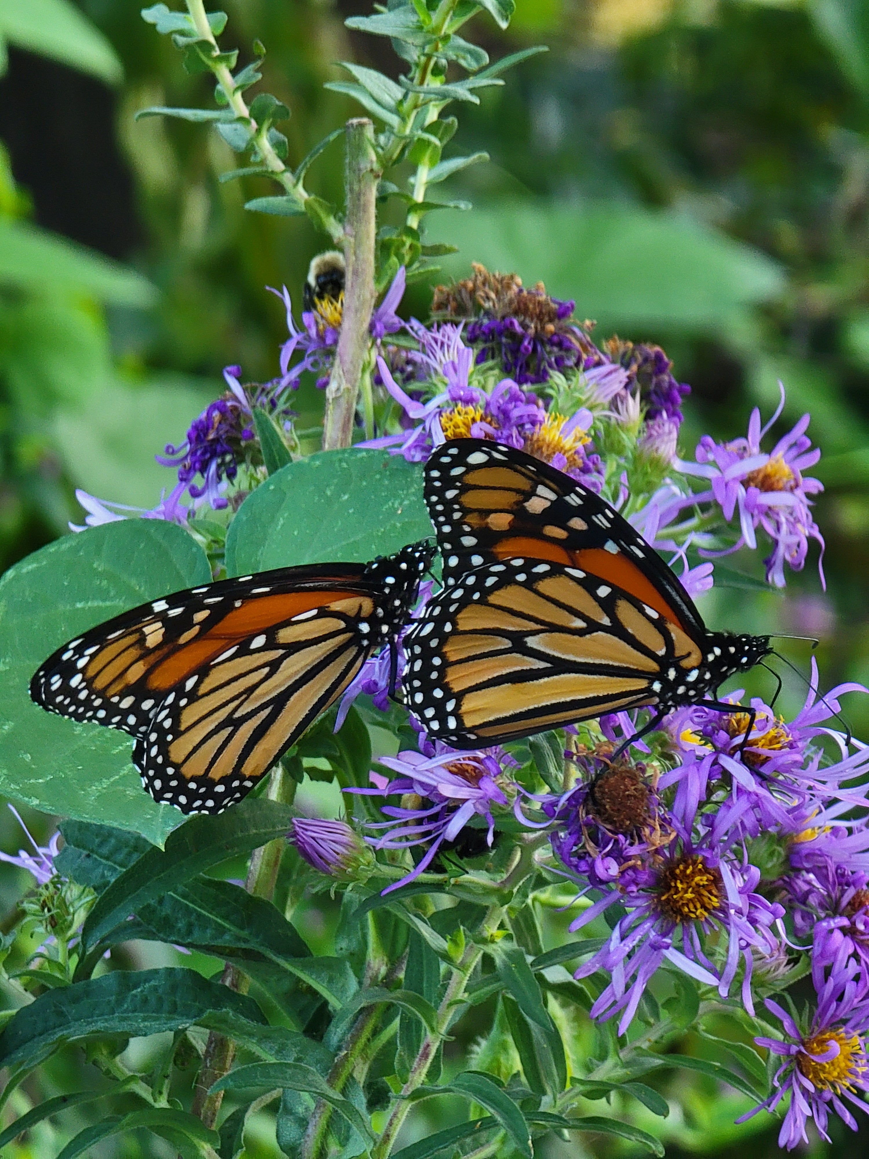 Native plants - high moisture