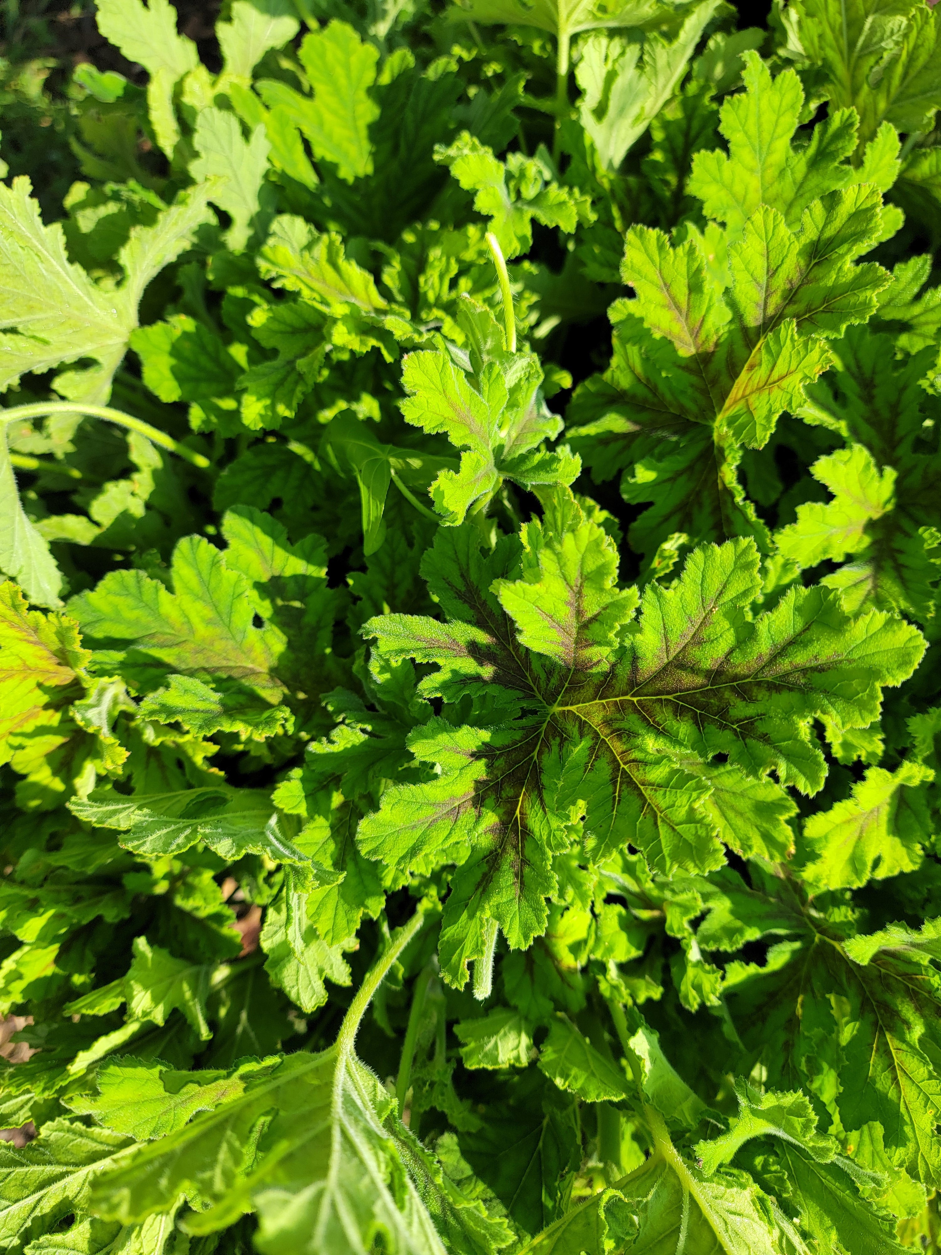 Native plants - ground covers