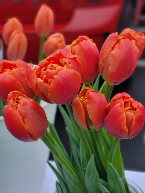 Specialty tulip bouquets!