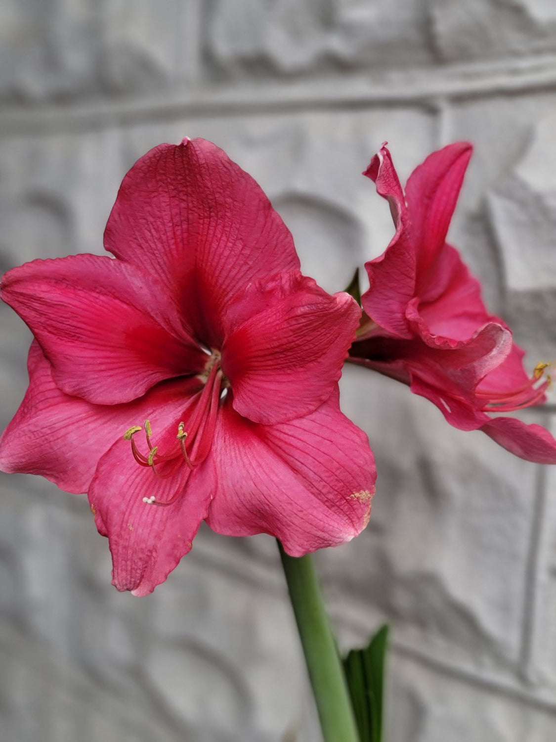 Amaryllis!