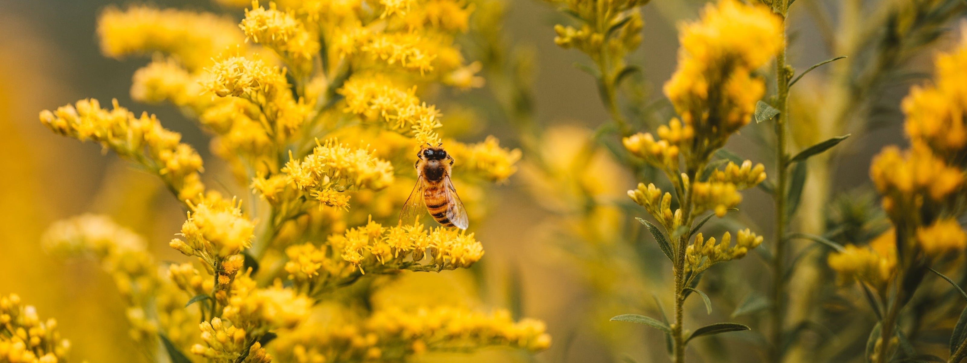 Native plants for full sun