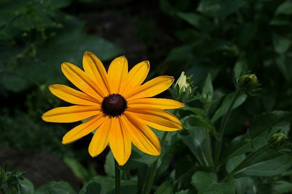 Native plants for part sun