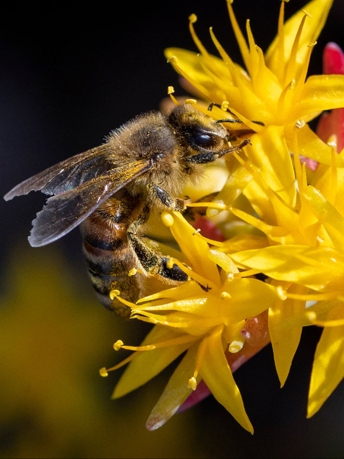 Native plants - average moisture