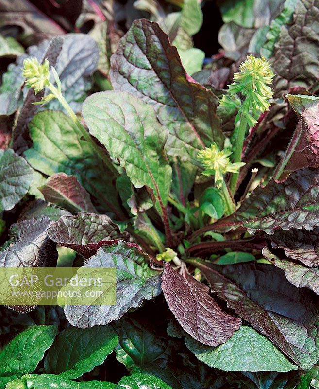 Salvia lyrata 'Purple Knock Out' - LYRE LEAF SAGE 'PURPLE KNOCK OUT'