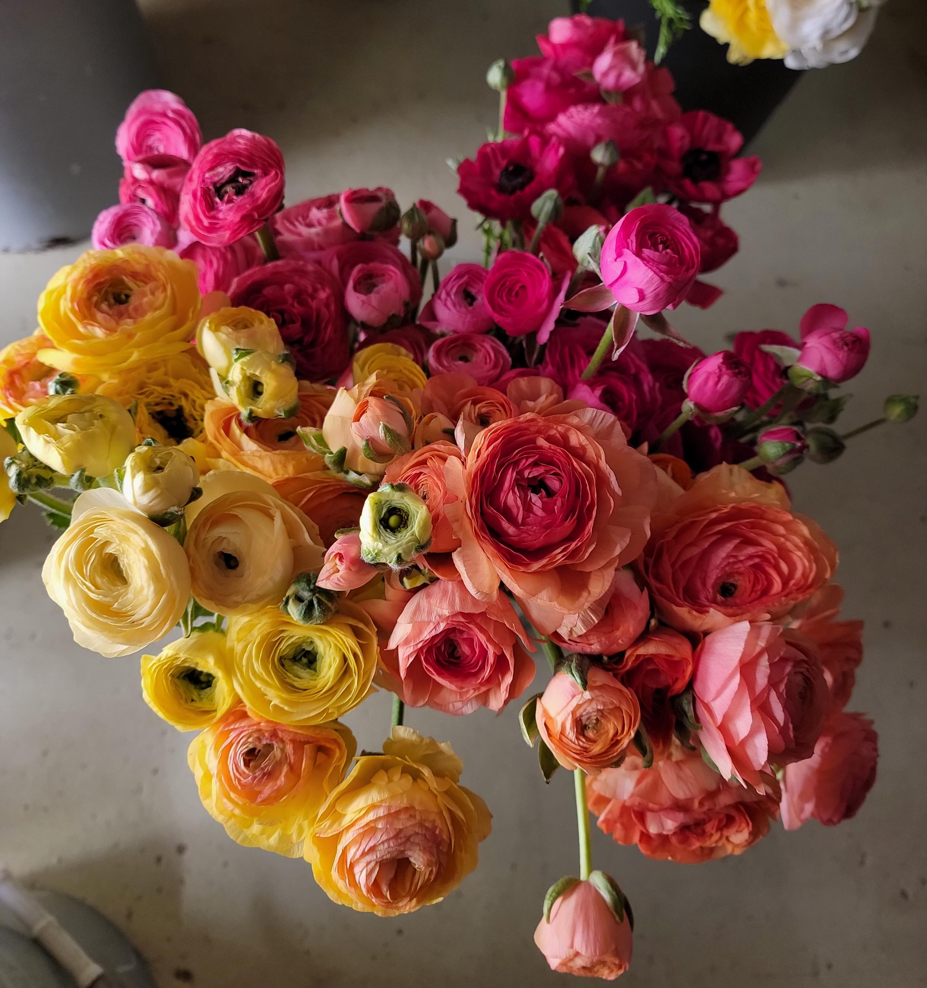RANUNCULUS Subscription - TAKOMA PICK UP