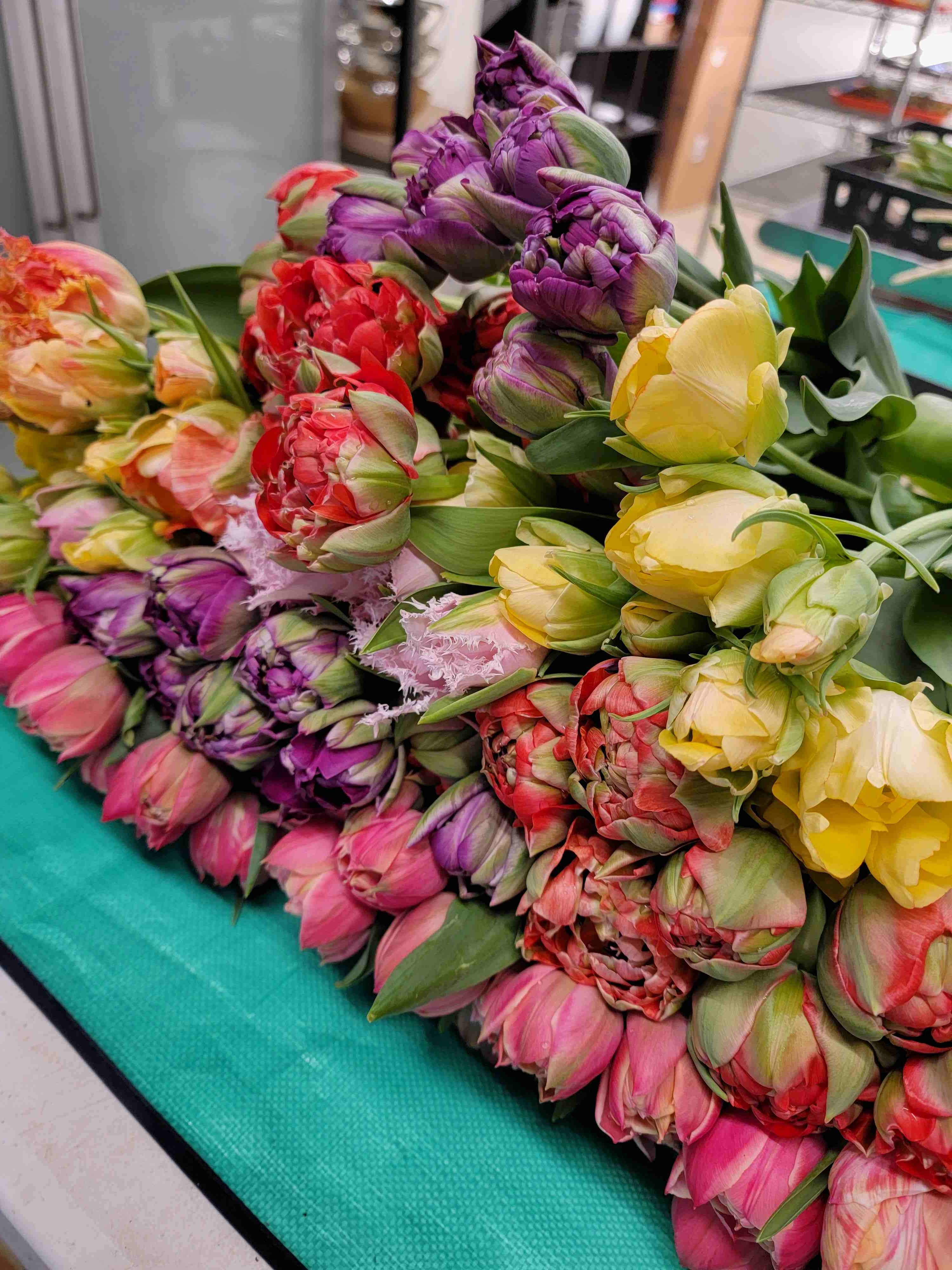 Winter Delight Weekly Specialty Tulip Subscription - PETWORTH PICK UP