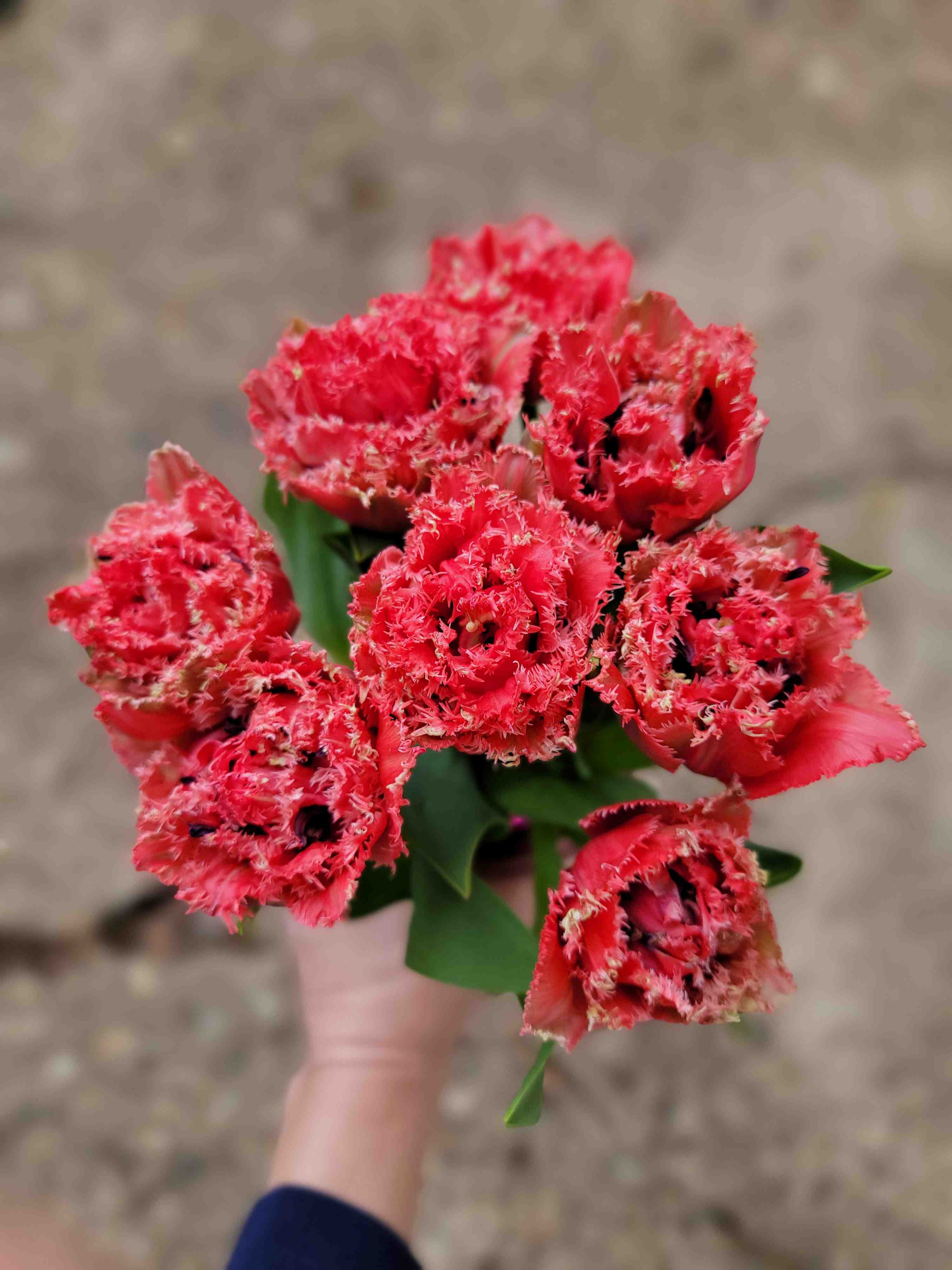 A Monthly Bunch of Tulip Joy - January, February, March - TAKOMA PICKUP