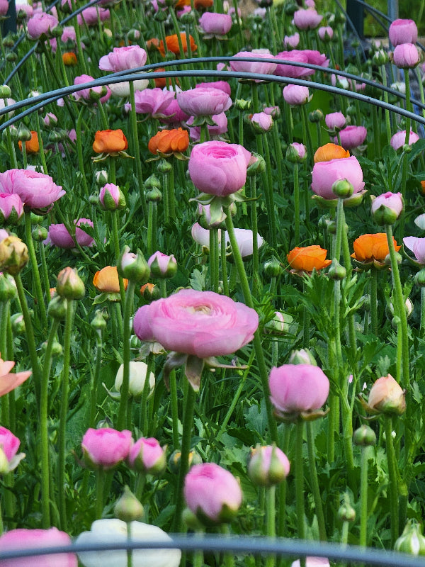 RANUNCULUS Subscription - PETWORTH PICK UP