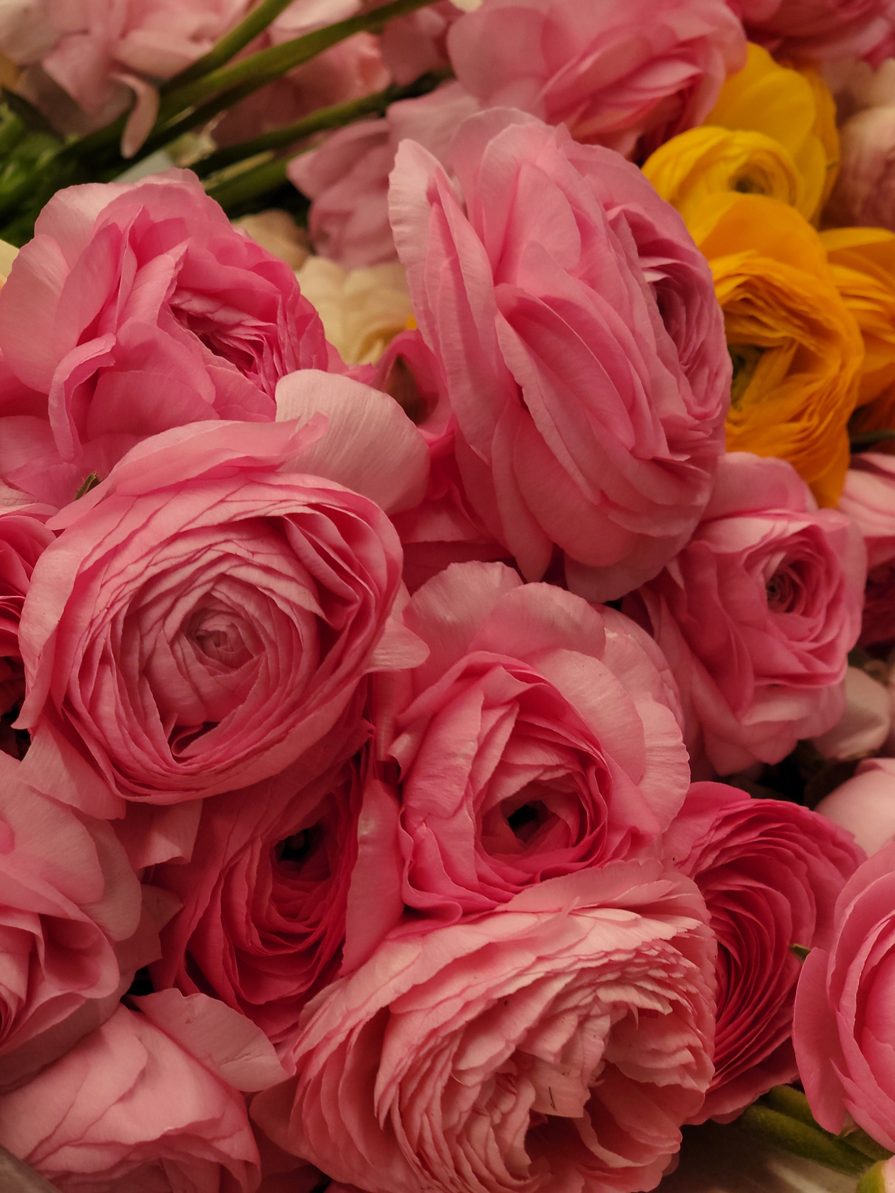 RANUNCULUS Subscription - TAKOMA PICK UP
