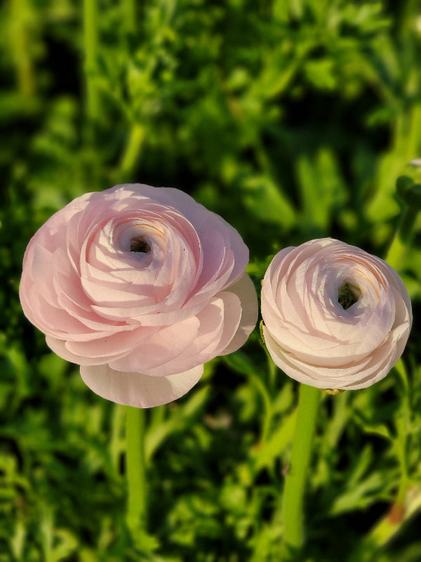 RANUNCULUS Subscription - TAKOMA PICK UP