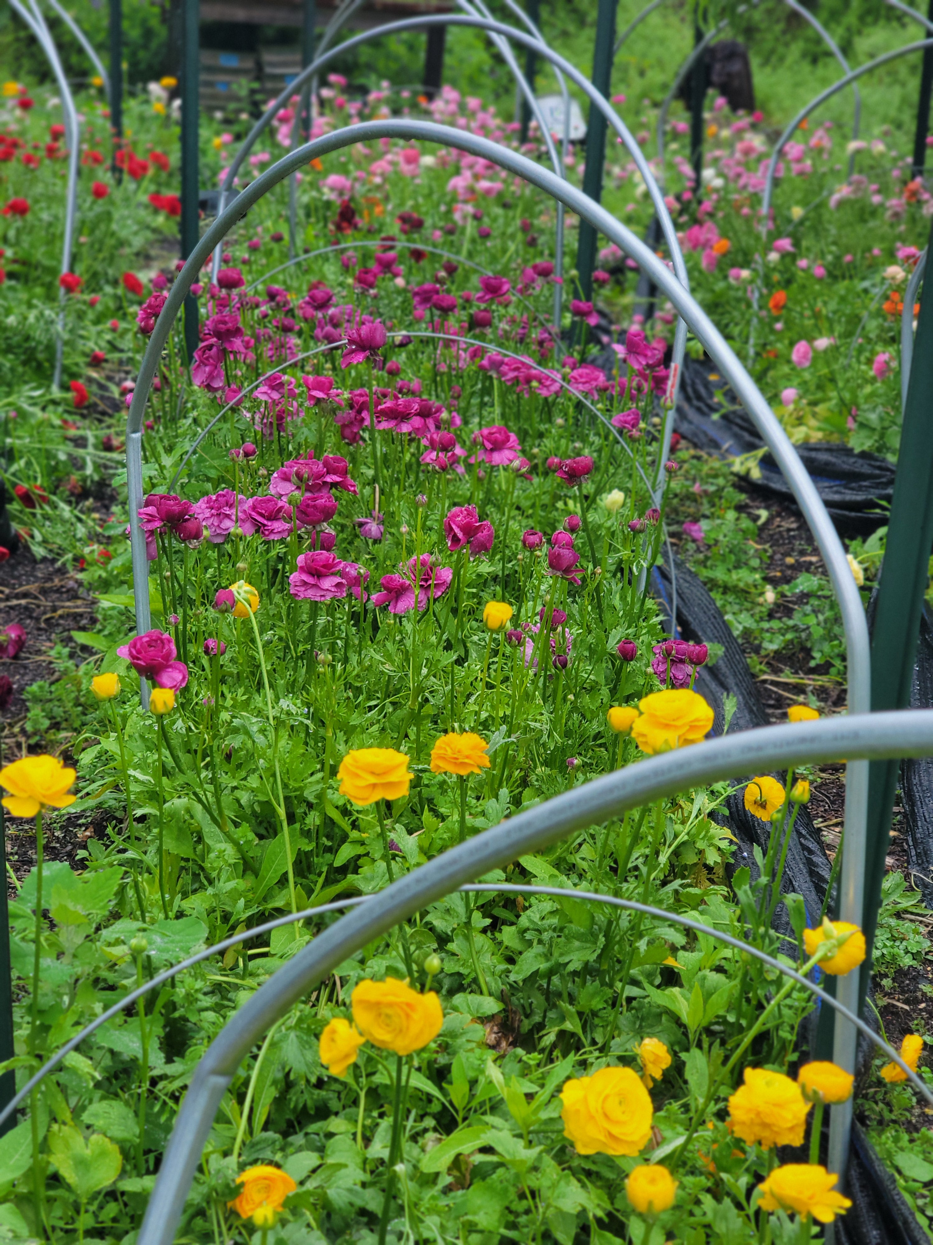 RANUNCULUS Subscription - PETWORTH PICK UP