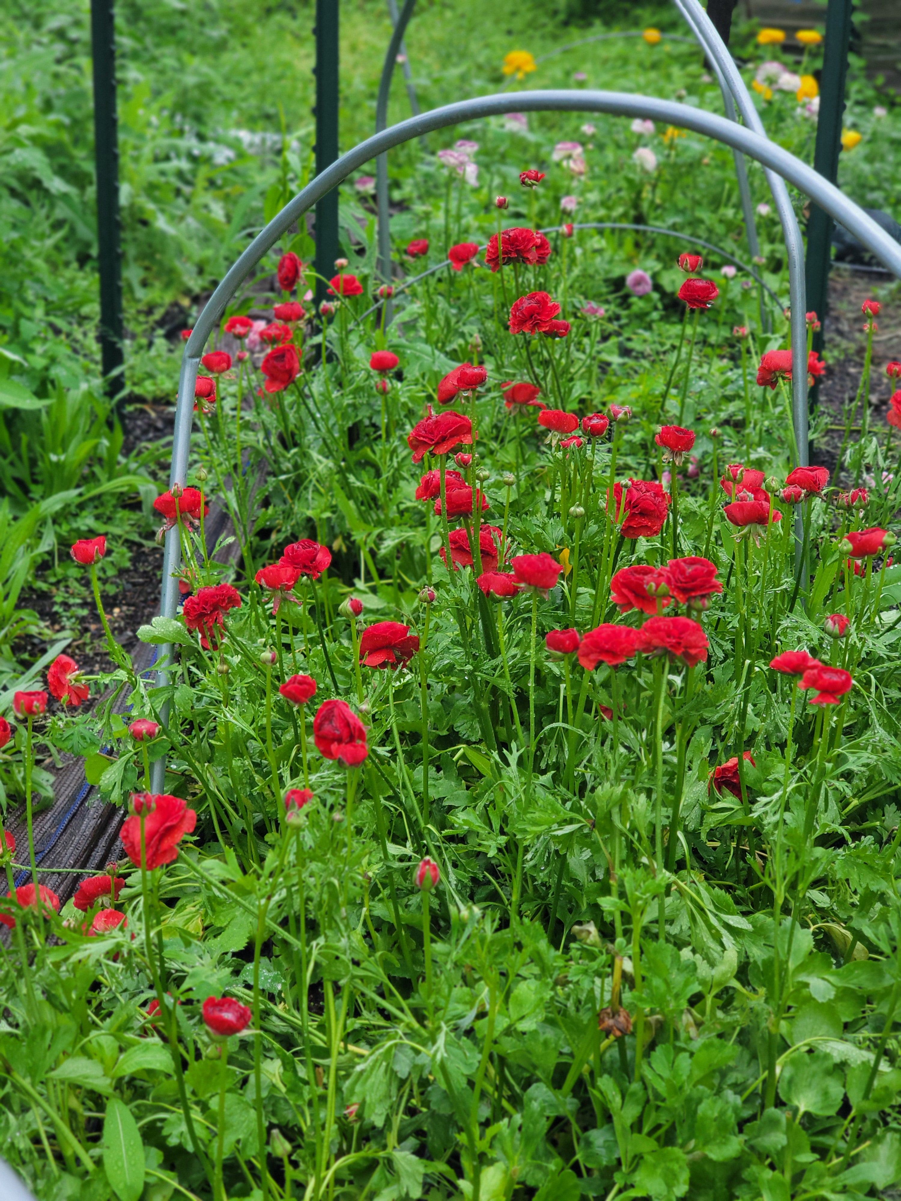 RANUNCULUS Subscription - PETWORTH PICK UP