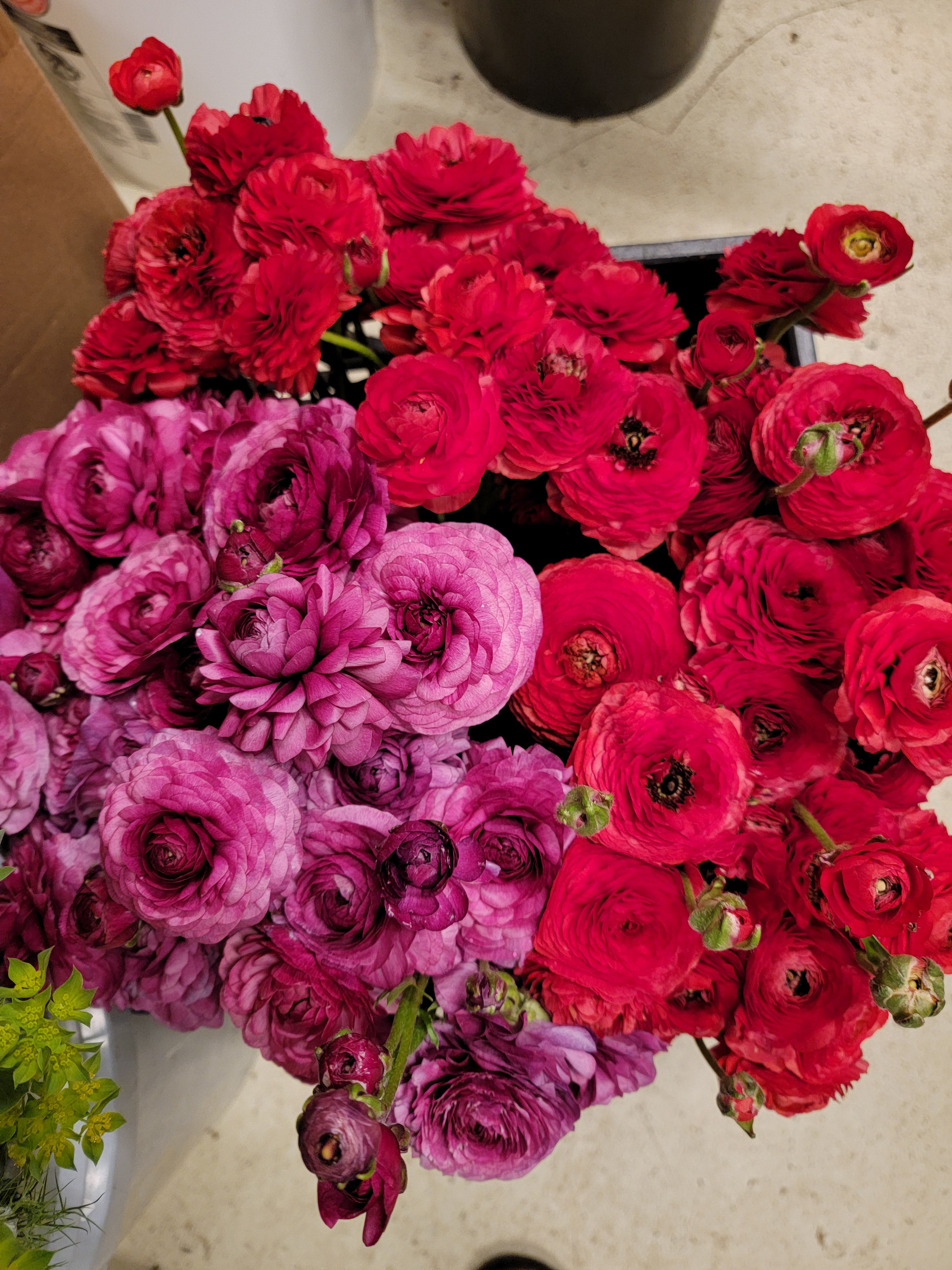 RANUNCULUS Subscription - PETWORTH PICK UP