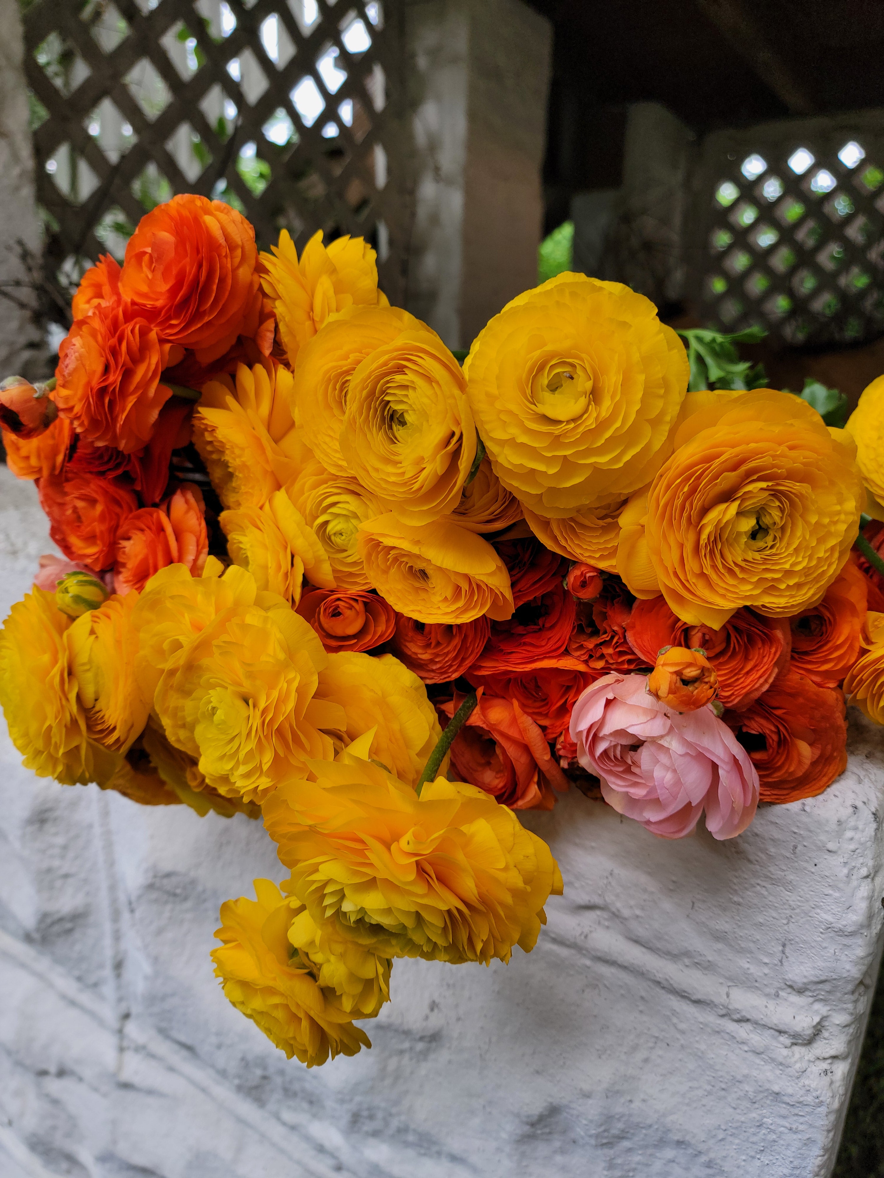 RANUNCULUS Subscription - PETWORTH PICK UP