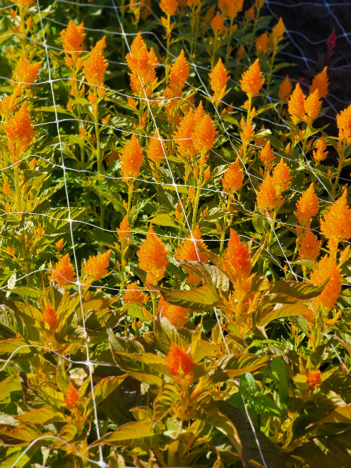celosia